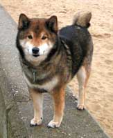 Bild Shiba Inu