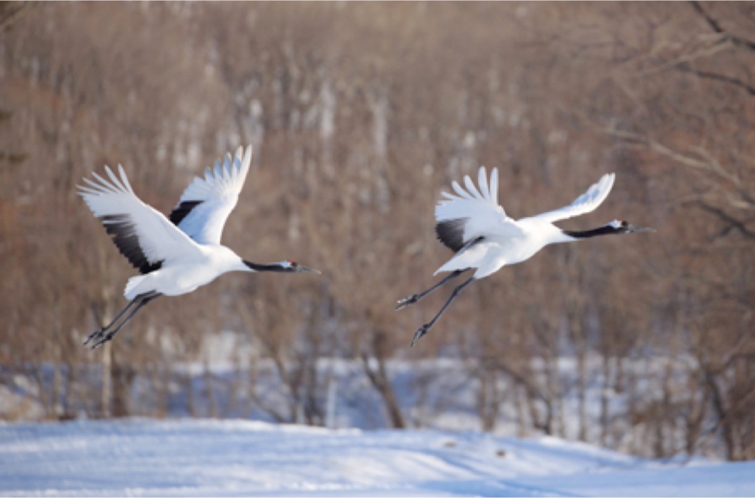 Bildleiste 1 Winterreise Hokkaido