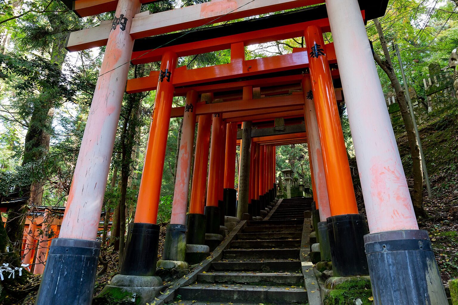 Torii-Tore am Fushimi-Inari-Taisha, Kyoto