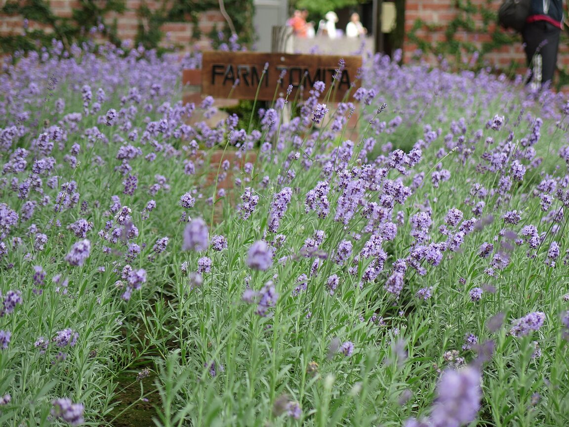 Lavendelfeld Farm Tomita, Hokkaido