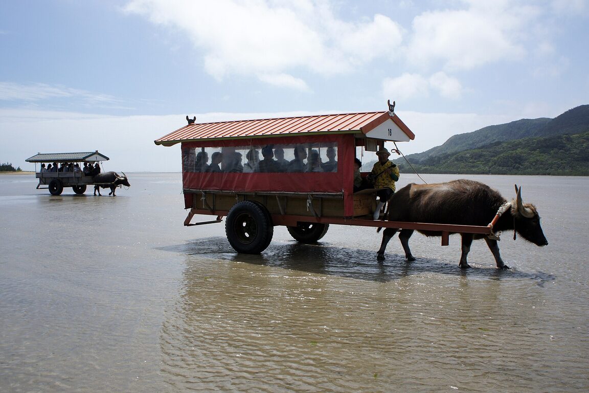 Wasserbüffelwagen, Yubu-Insel, Okinawa